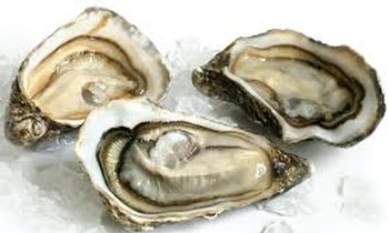 Oysters